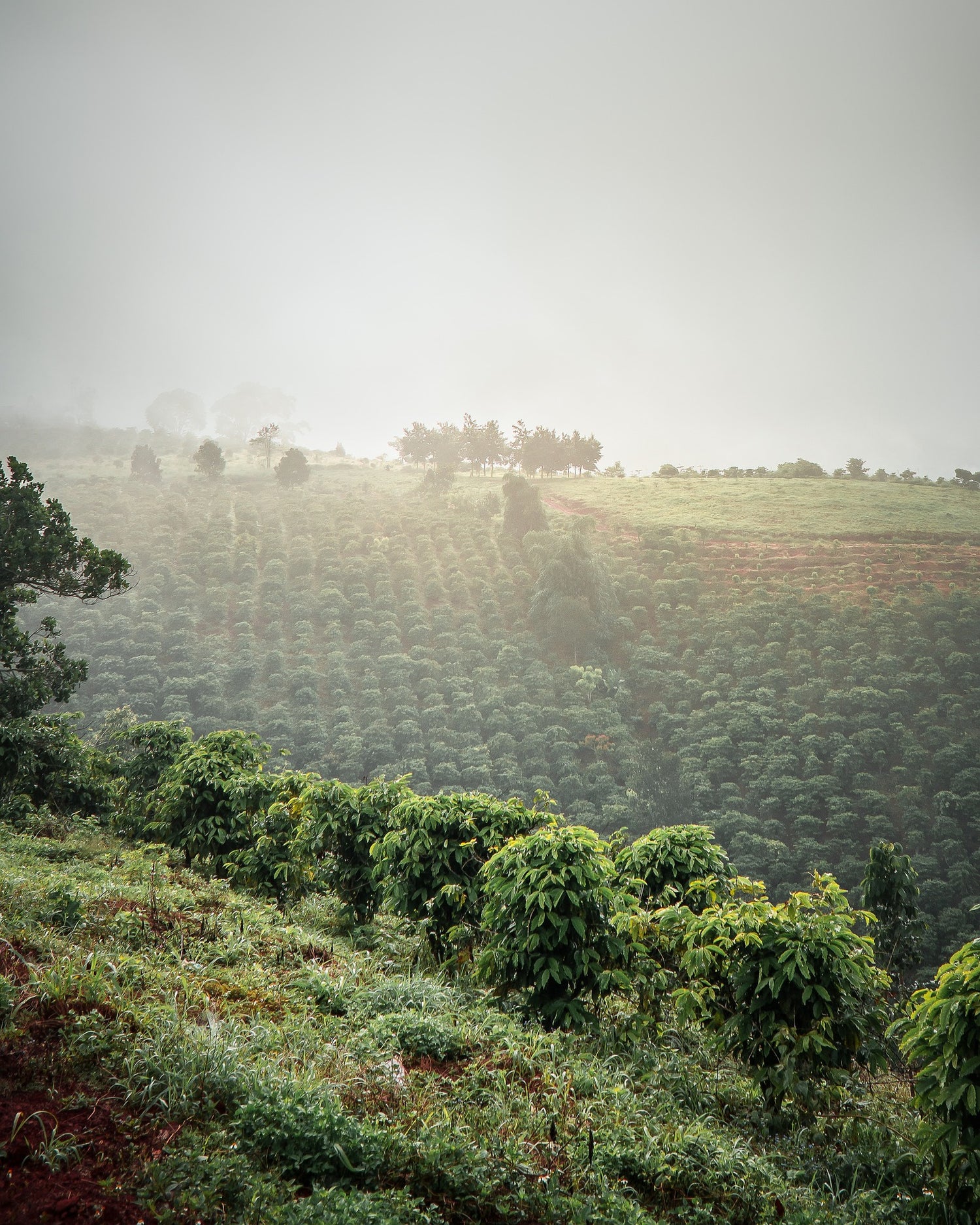"The Migration to Bird Friendly®️️️️ Coffee"